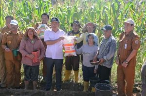 Bupati Humbahas Bersama Kelompok Tani Serasi Menanam Jagung di Paranginan. 