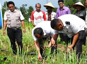 Bupati Humbahas Bersama Kelompok Tani Tobing Panen Bawang Merah di Desa Dolokmargu Lintong nihuta. 