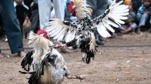 LBH PAM RI Minta Kapolres Lahat Basmi Judi Sabung Ayam