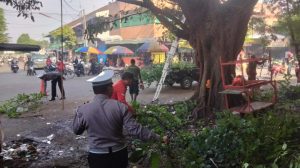 Kanit Kamsel Sat Lantas Polres Kediri Lakukan Pemantauan pemangkasan pohon Antispasi Pohon Tumbang Saat Hujan*