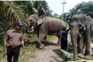 Gajah jinak di CRU serba jadi dipulangkan ke sere, Bagai mana nasib penanganan Konflik gajah Ini, kata DPRK Datu .