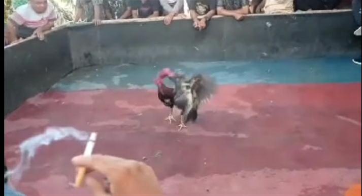 Gelanggang Perjudian Sabung Ayam di Wilayah Tenayan Kota Pekanbaru Masih Saja Bebas Secara Terbuka