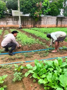 Dukung Ketahanan Pangan, Polsek Makarti Jaya Semaikan Bibit Tanaman Cabai