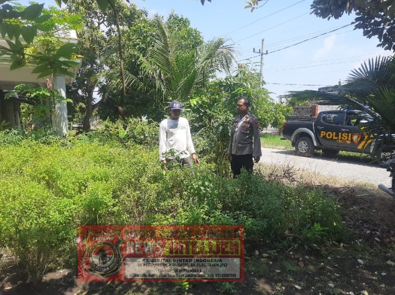 Galakkan ketahanan pangan anggota Polsek Turi turun sawah.sapa petani..