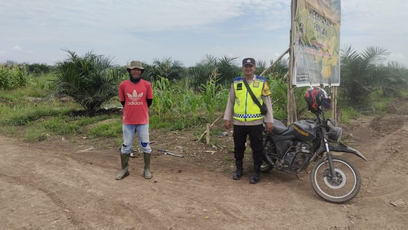 Atasi Ulat Bulu Pada Tanaman Jagung, Bripka Supri Sukoco Koordinasi Dengan PPL di Lapangan