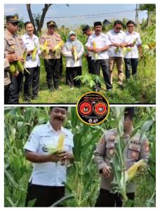 Polsek Tambelang Dukung Ketahanan Pangan Nasional, Panen Perdana Jagung Paragon dan Cristal