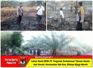 LAHAN SAWIT MILIK PT. TORGANDA PERKEBUNAN TAHUAN GANDA, AEK KORSIK, KEC. AEK KUO DI LAHAP SIJAGO MERAH